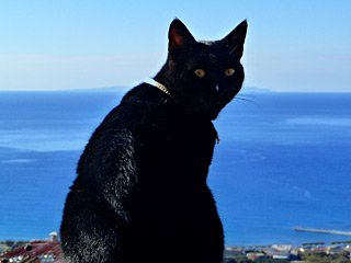 Winter Holidays in Crete - A sunny winter day at AnnaView apartments with our cat