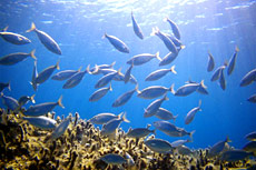 Scuba Diving in Plakias, Crete